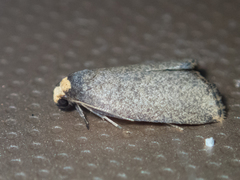 Eugoa uniformis