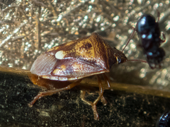 Starioides degenera