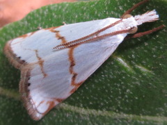 Pseudargyria interruptella