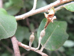 Elaeagnus multiflora