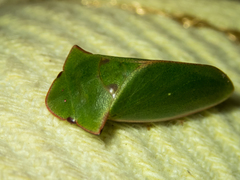 Tituria