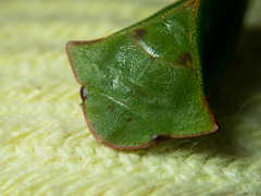 Tituria