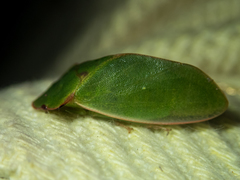 Tituria