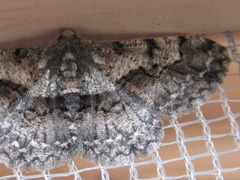 Satoblephara parvularia