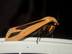 Creatonotos fasciatus