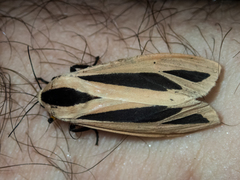 Creatonotos fasciatus