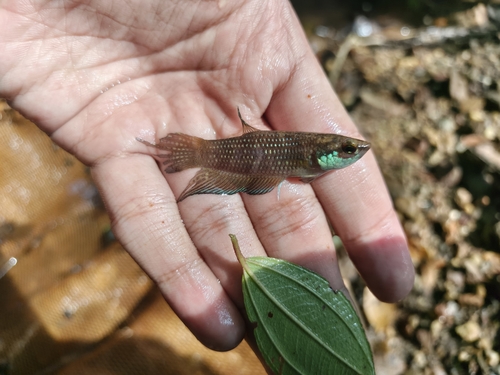 Terengganu Betta