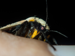 Creatonotos fasciatus