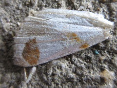 Sphragifera biplagiata