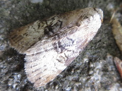 Bryophilina mollicula