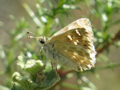 Muschampia baeticus