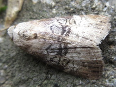 Bryophilina mollicula