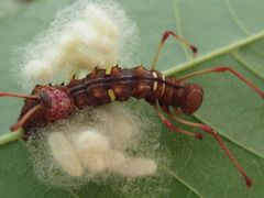 Cnethodonta grisescens