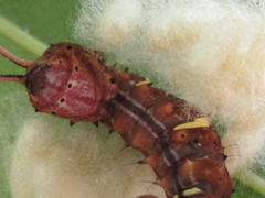 Cnethodonta grisescens