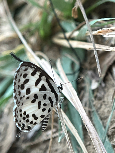 Common Pierrot