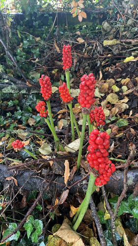 Cuckoo-pint