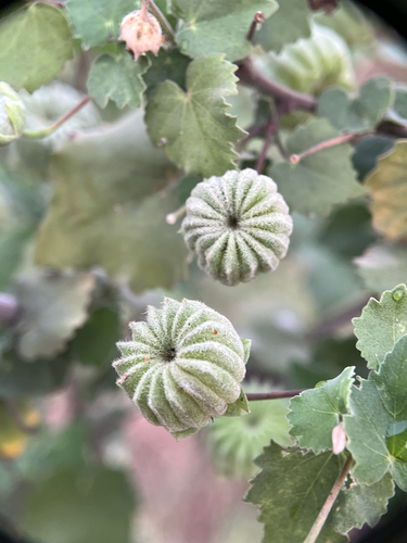 Indian Mallow
