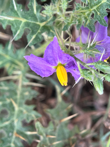 Surattense Nightshade