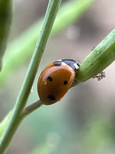 Seven-spotted Lady Beetle