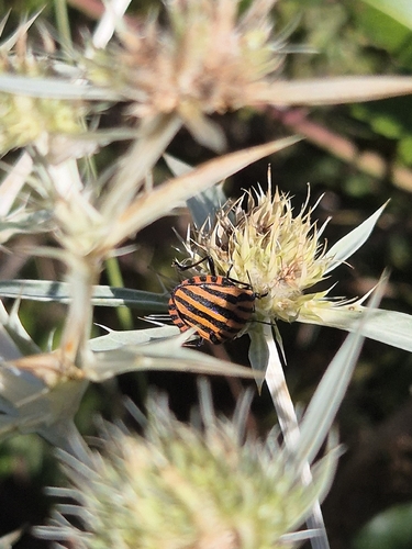 Continental Striped Shield Bug