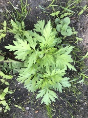 Artemisia vulgaris