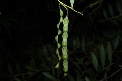(c) Greg Tasney, some rights reserved (CC BY-SA) Acacia complanata, photograph (c) Greg Tasney, some rights reserved (CC BY-SA)