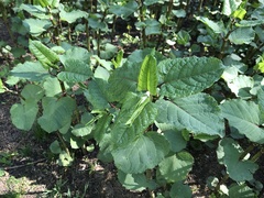 Reynoutria × bohemica