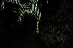 (c) Greg Tasney, some rights reserved (CC BY-SA) Acacia complanata, photograph (c) Greg Tasney, some rights reserved (CC BY-SA)