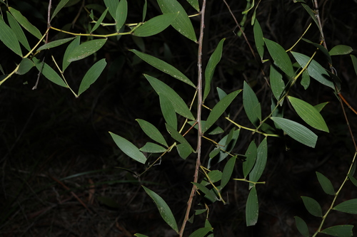 Acacia complanata, photograph 5