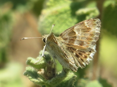 Muschampia baeticus