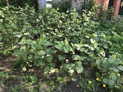 Reynoutria × bohemica