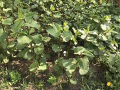 Reynoutria × bohemica