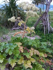 Angelica japonica