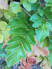 Angelica japonica