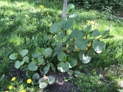 Reynoutria × bohemica