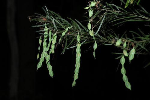 Acacia fimbriata, photograph 2