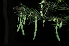 Acacia fimbriata, photograph (c) Greg Tasney, some rights reserved (CC BY-SA)