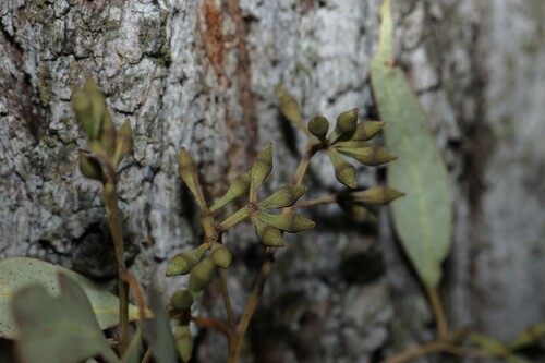 Eucalyptus siderophloia, photograph 4