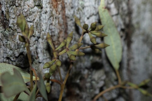 Eucalyptus siderophloia, photograph 5