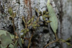 Eucalyptus siderophloia, photograph (c) Greg Tasney, some rights reserved (CC BY-SA)
