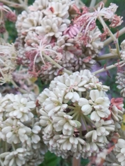 Angelica japonica