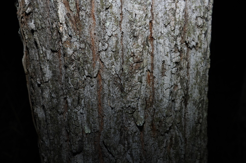 Eucalyptus siderophloia, photograph 6