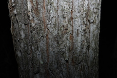 Eucalyptus siderophloia, photograph (c) Greg Tasney, some rights reserved (CC BY-SA)