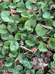 Dichondra carolinensis, photograph author not stated, no rights reserved