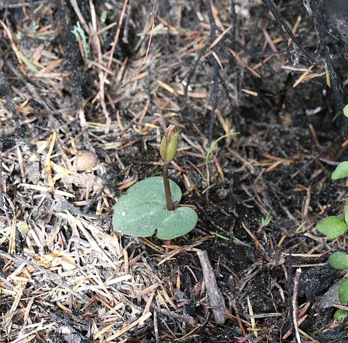 Corybas rotundifolius observed 2026-09-02