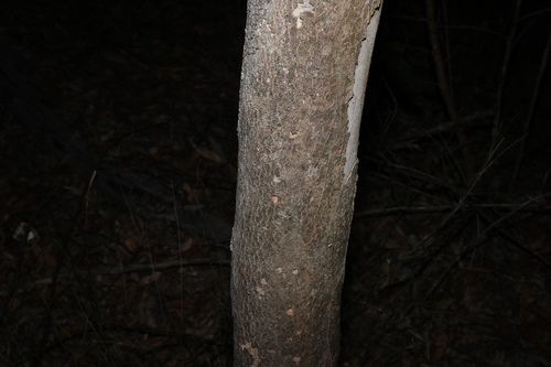 Eucalyptus propinqua
