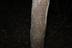 Eucalyptus propinqua