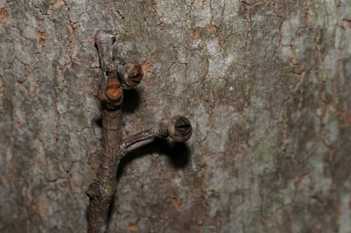 Eucalyptus propinqua, photograph 3