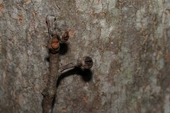 Eucalyptus propinqua, photograph (c) Greg Tasney, some rights reserved (CC BY-SA)