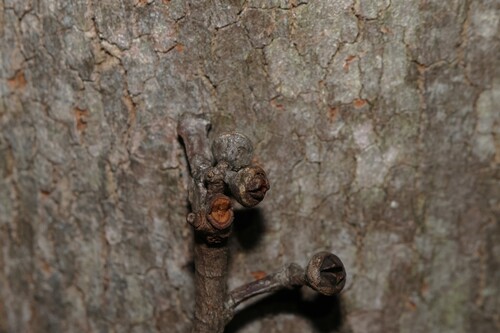 Eucalyptus propinqua, photograph 1